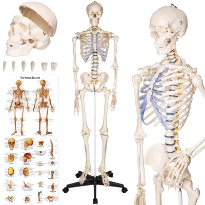 Anatomia człowieka - szkielet  George